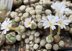 Conophytum fraternum in Blüte