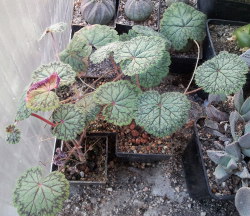 Pelargonium barklyi