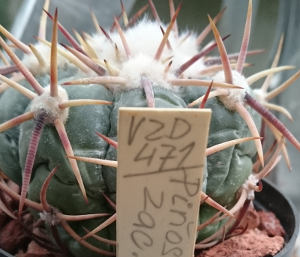 Echinocactus horizontalonius VZD 471