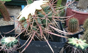 Echinocactus, Ferocactus, Hamatocactus