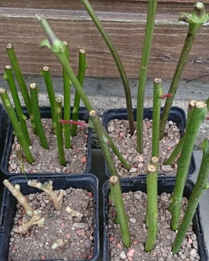 Kiwis, Pelargonium, Clematis