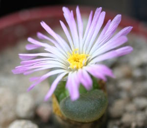 Blüte an Conophytum lydiae