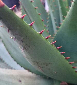 Dornen am Blattrand von Aloe broomii