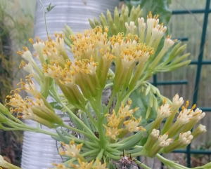 Kleinia neriifolia in Blüte