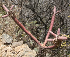 Kleinia neriifolia auf La Gomera