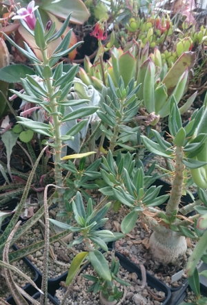 Jungpflanzen von Pachypodium bispinosum