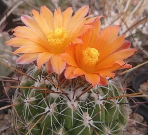 Thelocactus conothelos subsp. aurantiacus