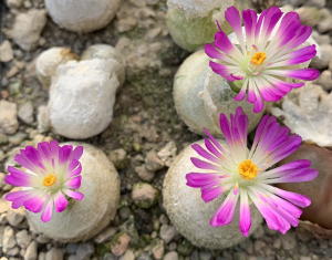 Conophytum burgeri Aggeneys, MBB 3337 in Blüte