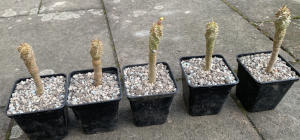 getopfte Jungpflanzen von Euphorbia paulianii