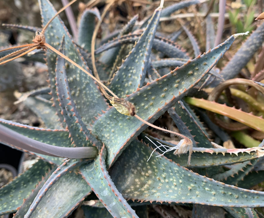 Blattstruktur an Aloe-Hybride