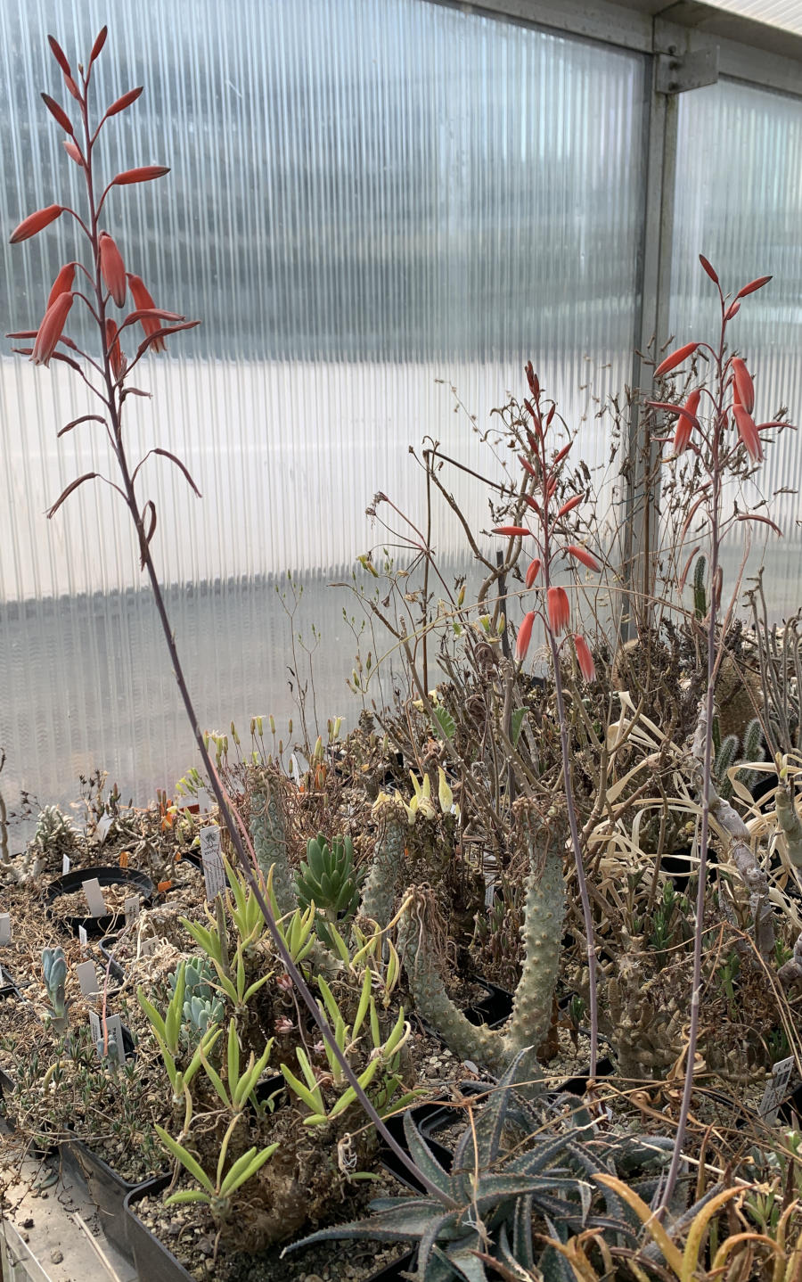 Aloe-Hybride mit 3 Blütenständen
