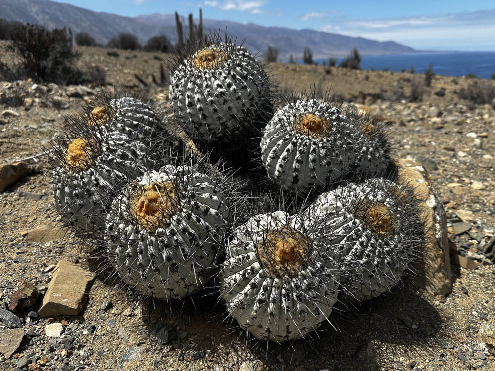 Copiapoa haseltoniana MW154