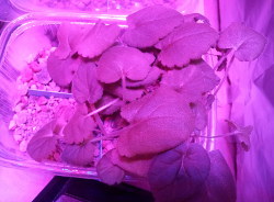 unpikierte Sämlinge von Pelargonium oblongatum