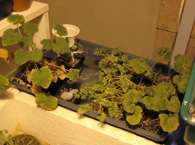 Jungpflanzen von Pelargonium, Aussaat 2008